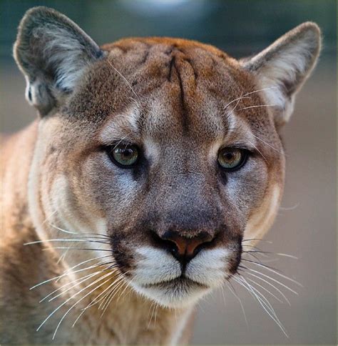 Mountain Lion head | Beautiful cats, Mountain lion, Lions photos