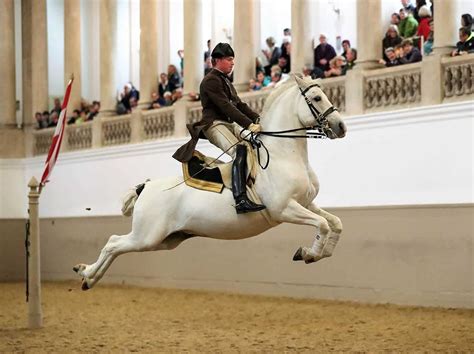 6 Terrific Ways to See the Lipizzaner Stallions of Vienna In Real Life