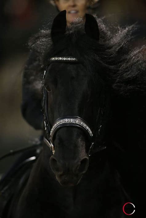 Meet Frederik The Great, Widely Regarded as The Most Beautiful Horse in ...