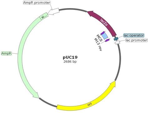 pUC19 Plasmid Cloning Vector – Amid Biosciences | Protein Engineering ...