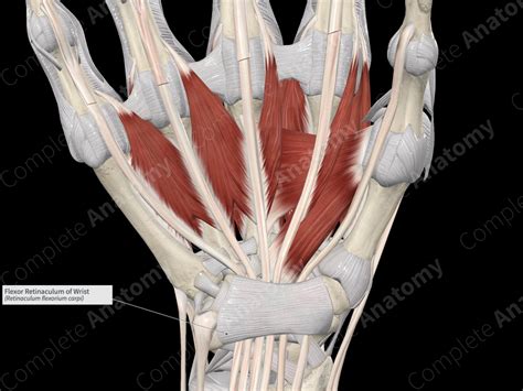 Flexor Retinaculum of Wrist | Complete Anatomy