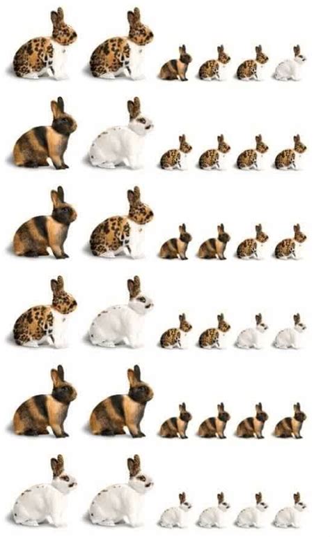 Lionhead Rabbit Color Chart