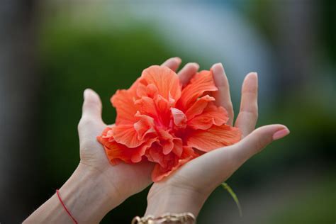 Hand holding flower Stock Photo 07 free download