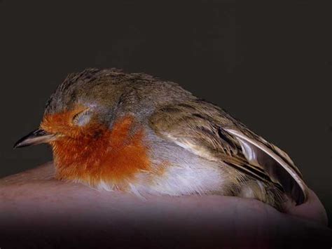 What to do if you find an injured bird - thisNZlife