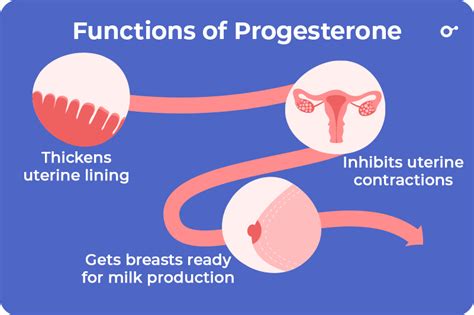 Why is Progesterone Important in IVF?