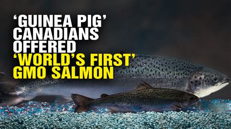 ‘Guinea Pig’ Canadians Offered ‘World’s First’ GMO Salmon (Video)