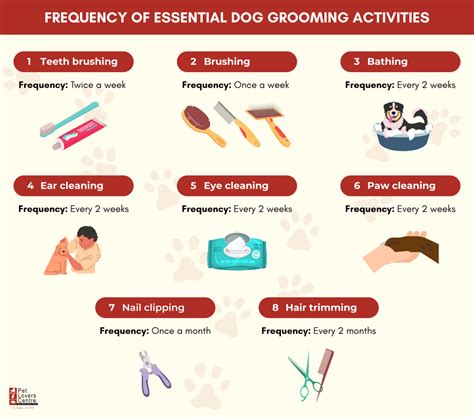 A Beginner’s Guide to Dog Grooming [+ Tips from Experts]