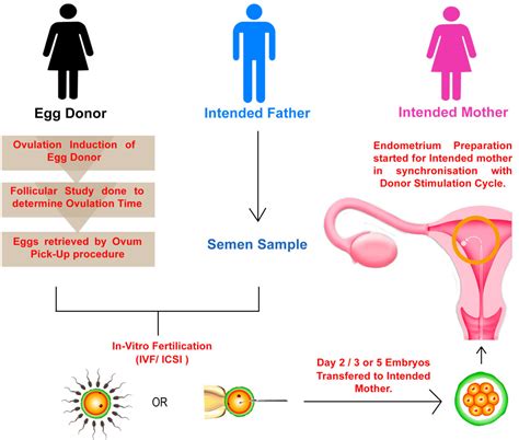 ivf with egg donor - Go IVF Surrogacy