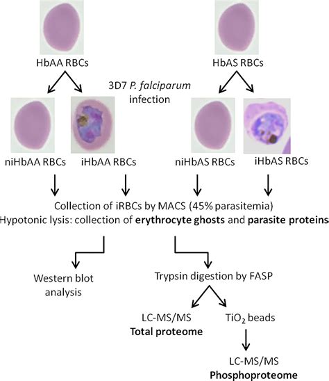Frontiers | Sickle Cell Trait Modulates the Proteome and Phosphoproteome of Plasmodium ...