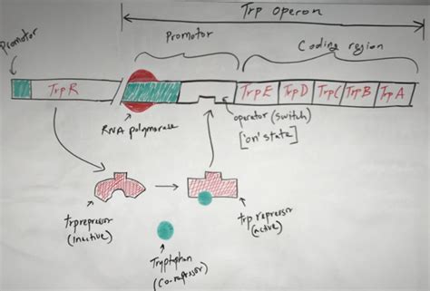 Regulation of Gene Expression: The Lac and Trp Operon - Food Science Toolbox