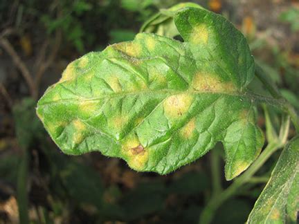 Cercospora Leaf Mold of Tomato | Purdue University Vegetable Crops Hotline