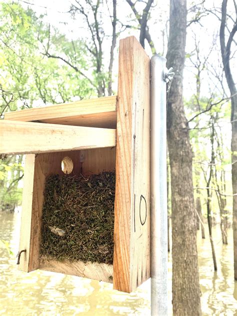 Prothonotary Warbler nest box project: 2022 update — Delta Wind Birds