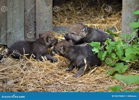 Wolf Pups stock photo. Image of industries, backgrounds - 93270402