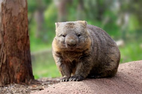 World Wombat Day: 17 facts about wombats you probably never knew | Metro News