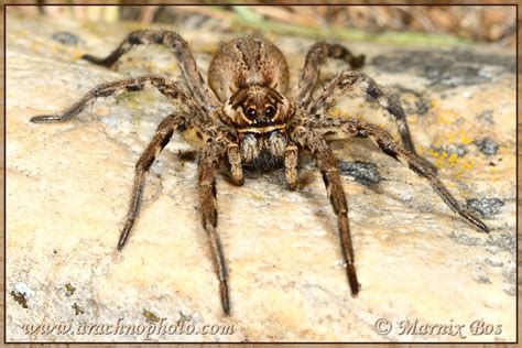 Lycosa tarantula | ArachnoPhoto - Spiders of Europe