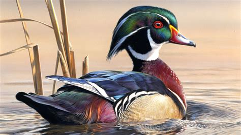 Wallpaper duck Birds James Hautman Water Animals Painting 1920x1080