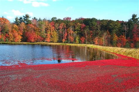 Cranberry harvest season has begun at Johnston’s Cranberry Marsh ...