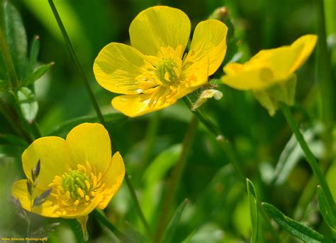 Buttercups | Plants, Botanist, Foliage