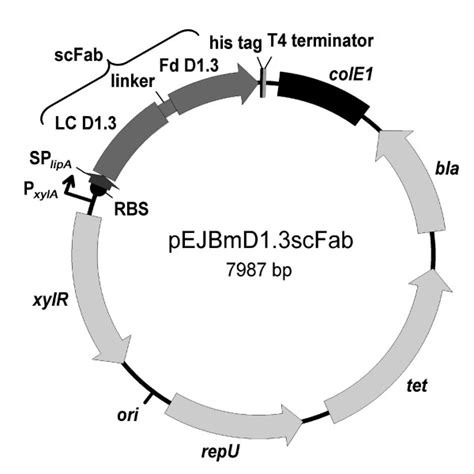 Plasmid map of pEJBmD1.3scFab. Abbreviations: bla: β-lactamase gene for ...