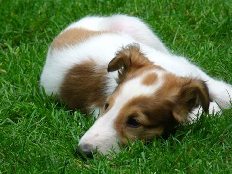 Borzoi Puppies For Sale | Borzoi Puppies Available