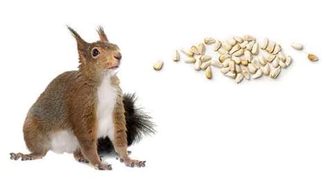 Do Squirrels Eat Safflower Seeds? Why They Don't Like It