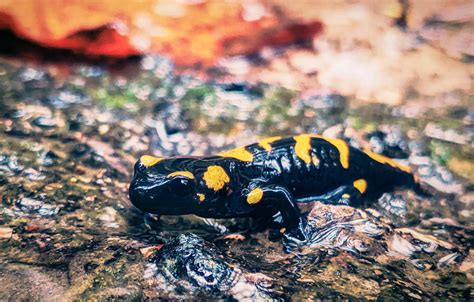 Fire Salamander III by Mountain-Dan on DeviantArt