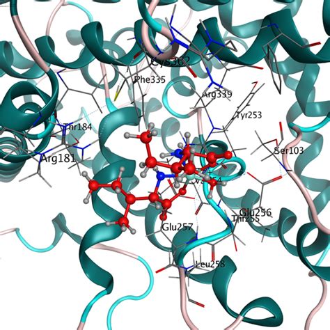 Molecular Docking