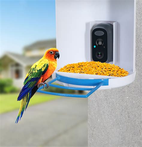 Solar Smart Bird Feeder With Camera 1080p Hd Night Vision Ai Recognition Bird Species Feeder ...