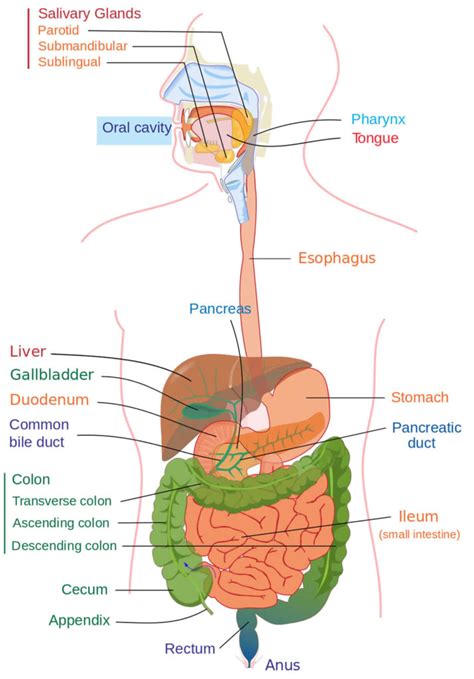 Protein losing enteropathy causes, symptoms, diagnosis, treatment ...