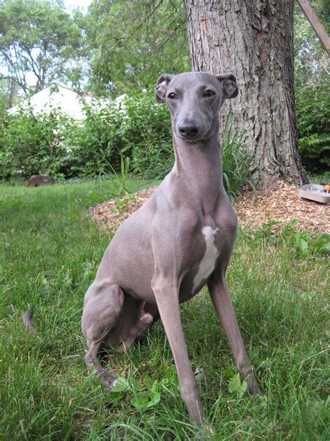 Italian Greyhound - Puppies, Rescue, Pictures, Information, Temperament, Characteristics ...