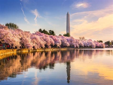 National Cherry Blossom Festival Begins March 20, Parade, Music | Bowie ...