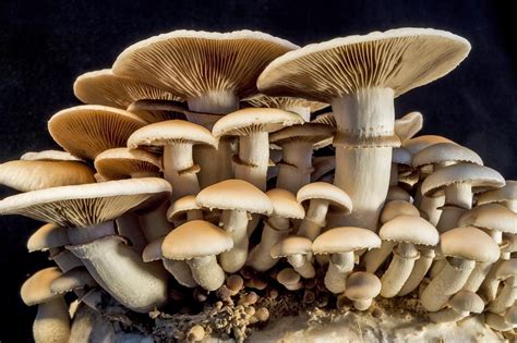 5 Types of Medicinal Mushrooms and How They Boost Health | The Mind Unleashed