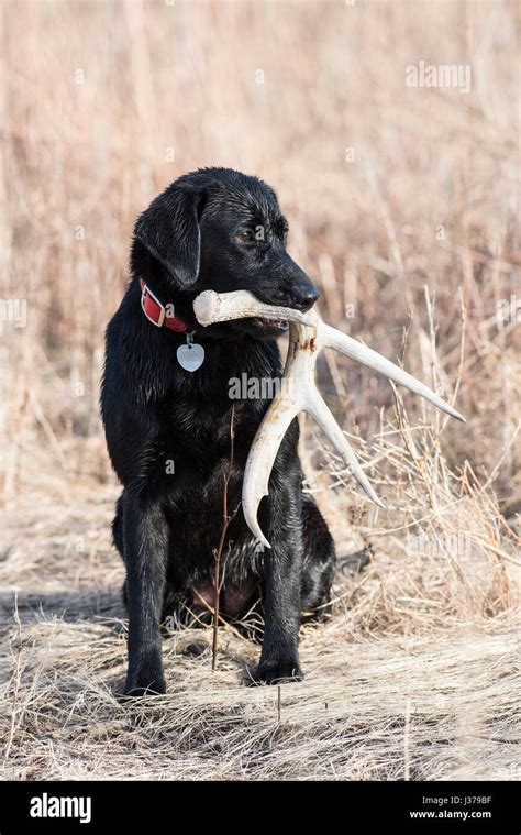 Black lab hunting hi-res stock photography and images - Alamy