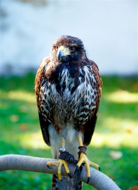 Bel Oiseau De Proie, Buse Commune, Se Reposant Sur Le Poteau D'arrangement Photo stock - Image ...