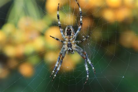 Spider Control - Pest Exterminators Near Me - Top Pest Control Directory