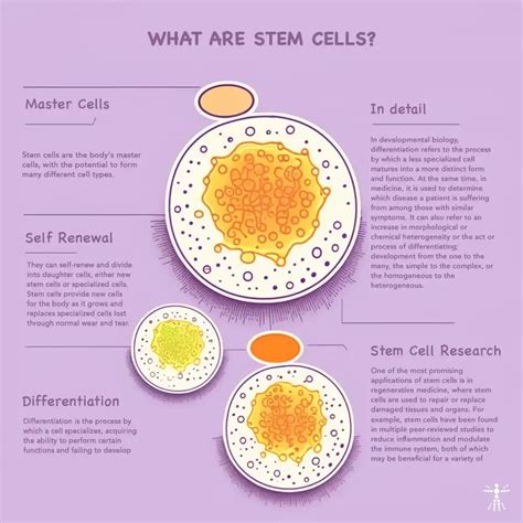 Stem Cell Differentiation: Explained (2024)