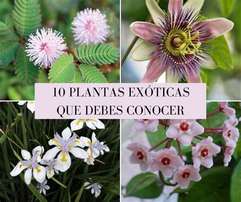 Flores exóticas: lo sorprendente de la naturaleza | Plantas