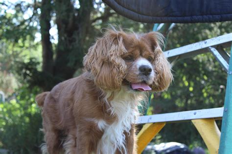 My Cockalier (Cocker Spaniel and Cavalier King Charles Spaniel Mix) named Daxter exploring our ...