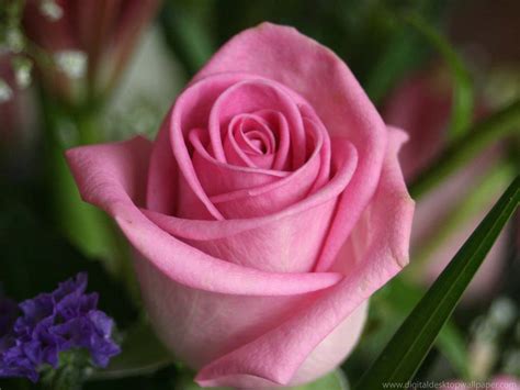 ellugardeloshombressencibles: Rose Flower