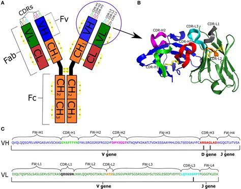 Frontiers | How B-Cell Receptor Repertoire Sequencing Can Be Enriched with Structural Antibody Data