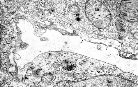 Histology Laboratory Manual