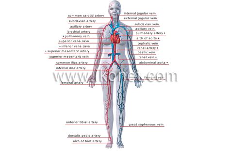 human being > anatomy > blood circulation > principal veins and arteries image - Visual Dictionary