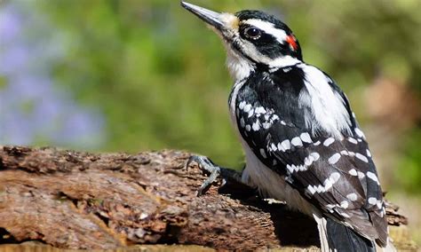 Hairy Woodpecker vs Downy Woodpecker: What Are the Differences? - A-Z ...