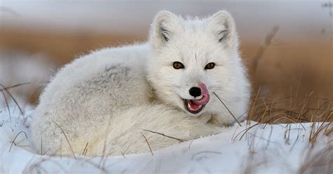 Your Guide to Arctic Foxes in Iceland | Arctic Adventures