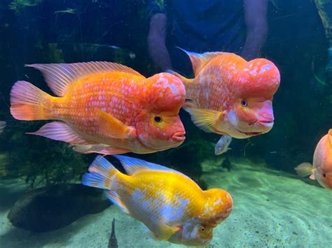 Electric Blue Jack Dempsey Tank Mates⚡🐠 | Fish Lab