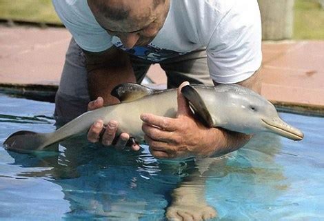 Hurricane Katrina caused a baby dolphin boom | Grist