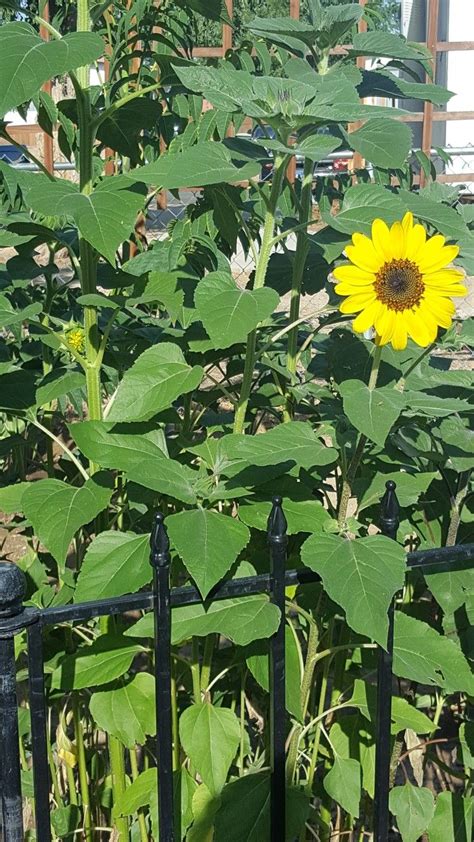 Sunflower | Plant leaves, Plants, Garden