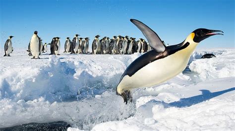 emperor penguin habitat - Google Search | Императорский пингвин, Антарктида, Пингвины