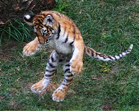 Four Month Old Baby Amur Tiger in St. Louis Zoo. | Smithsonian Photo Contest | Smithsonian Magazine