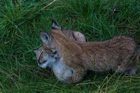 Lynx Cubs Wrestling by JRL5 on DeviantArt